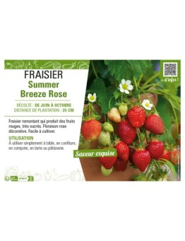 FRAISIER SUMMER BREEZE ROSE