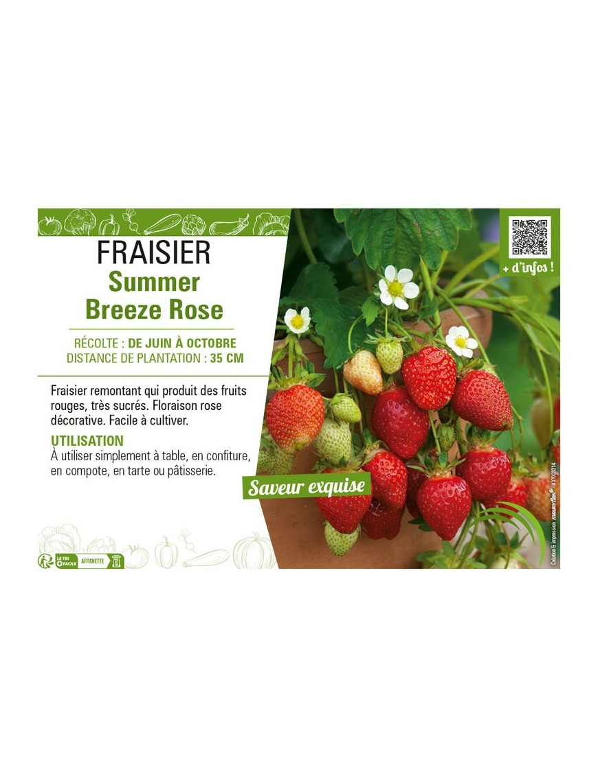 FRAISIER SUMMER BREEZE ROSE