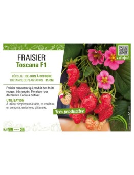 FRAISIER TOSCANA F1