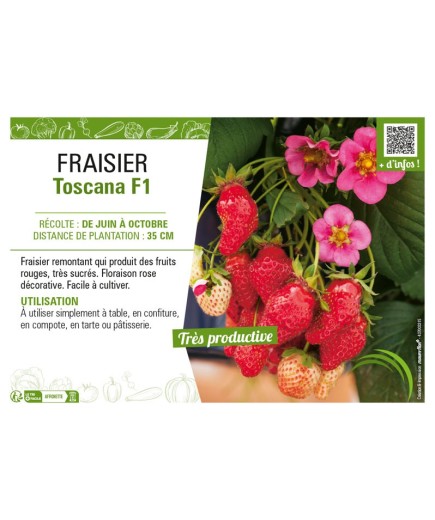 FRAISIER TOSCANA F1