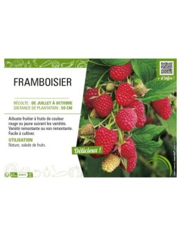 FRAMBOISIER