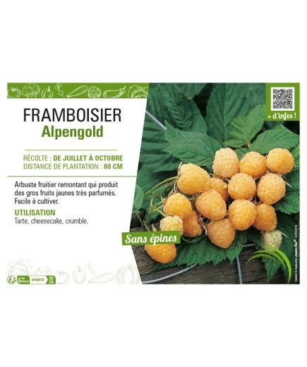 FRAMBOISIER ALPENGOLD
