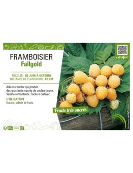 FRAMBOISIER FALLGOLD