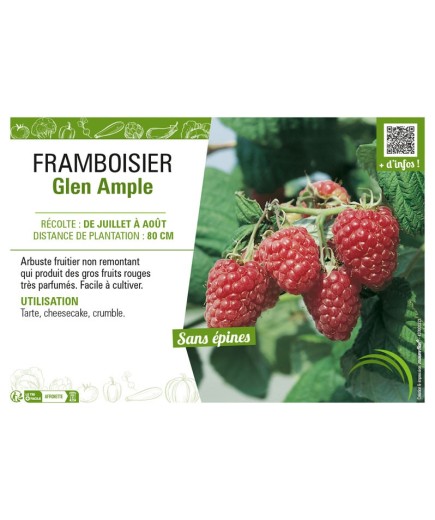FRAMBOISIER GLEN AMPLE