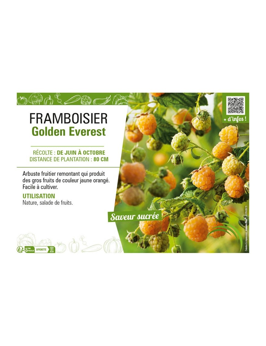 FRAMBOISIER GOLDEN EVEREST