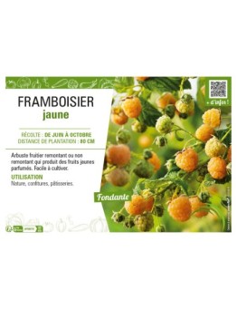 FRAMBOISIER JAUNE
