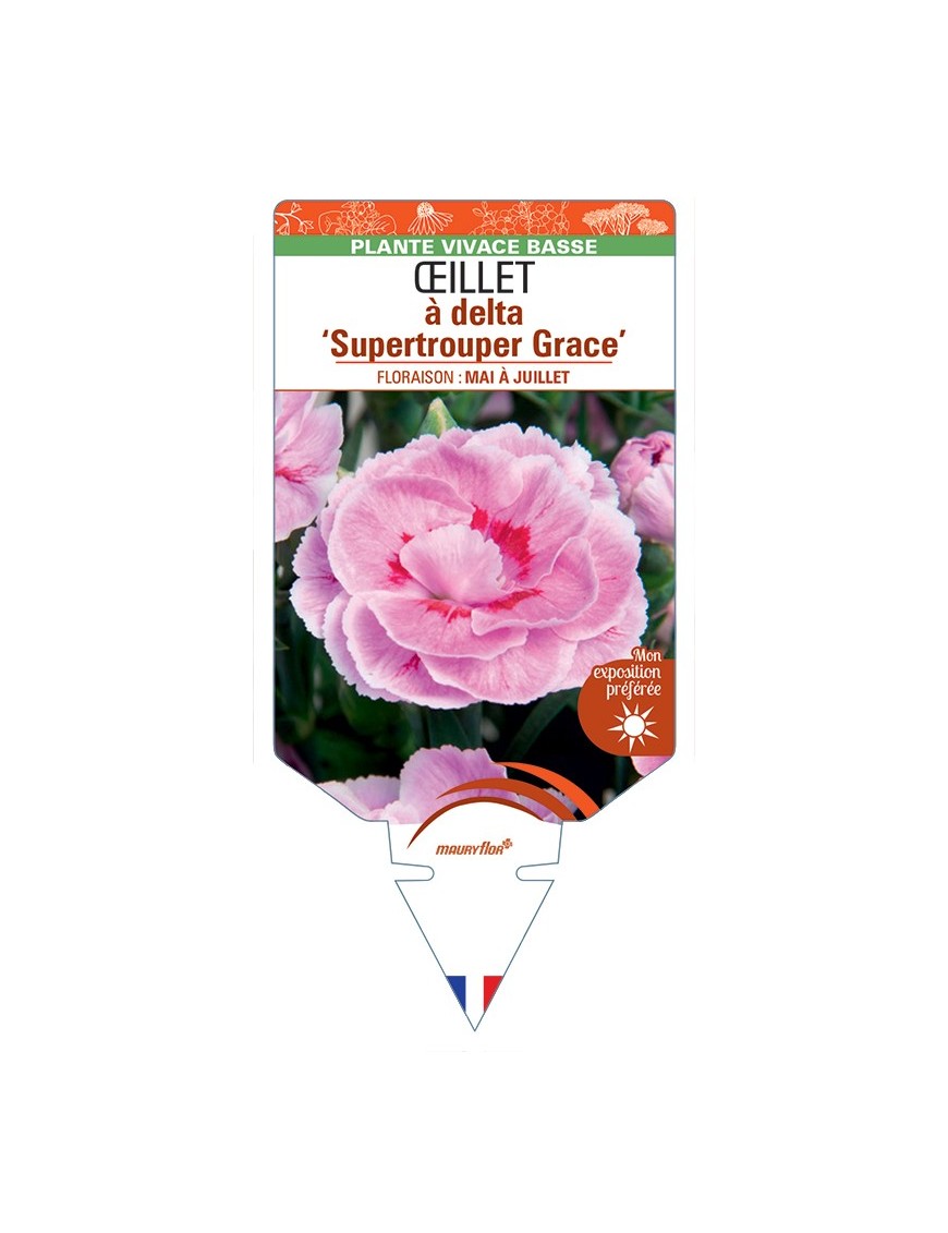 DIANTHUS deltoides Supertrouper Grace voir Œillet à delta