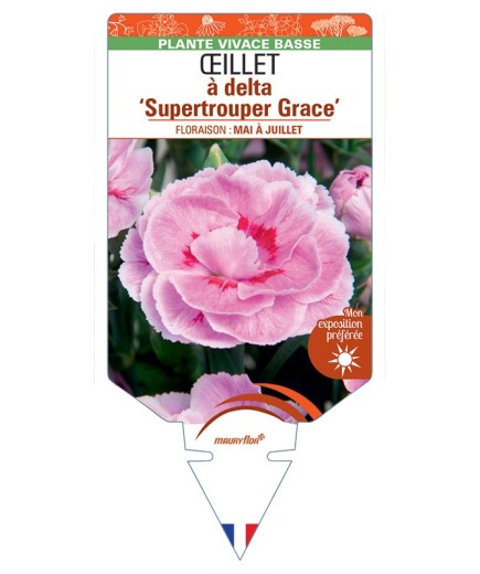 DIANTHUS deltoides Supertrouper Grace voir Œillet à delta