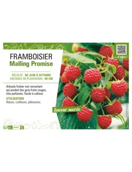 FRAMBOISIER MAILLING PROMISE