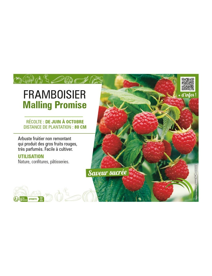 FRAMBOISIER MAILLING PROMISE