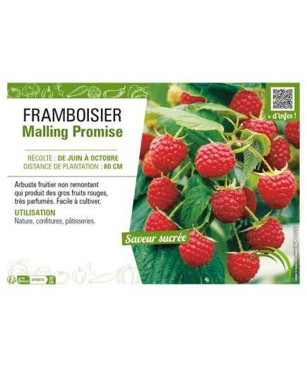 FRAMBOISIER MAILLING PROMISE