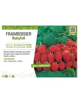 FRAMBOISIER RUBYFALL