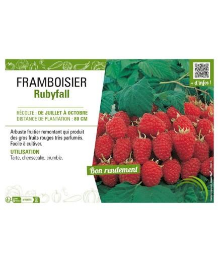 FRAMBOISIER RUBYFALL