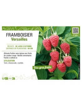 FRAMBOISIER VERSAILLES