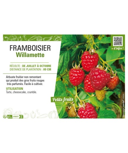 FRAMBOISIER WILLAMETTE