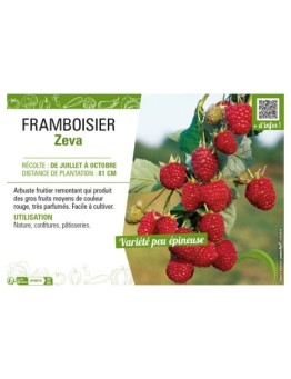 FRAMBOISIER ZEVA