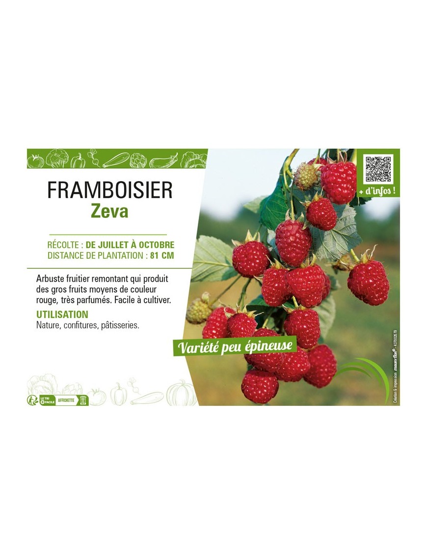 FRAMBOISIER ZEVA