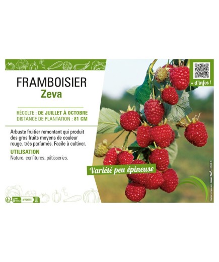 FRAMBOISIER ZEVA
