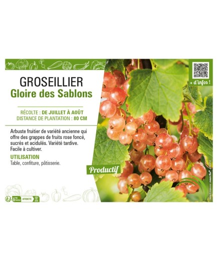 GROSEILLIER (À GRAPPES) GLOIRE DES SABLONS