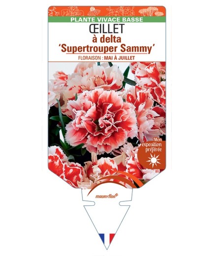 DIANTHUS deltoides Supertrouper Sammy voir Œillet à delta