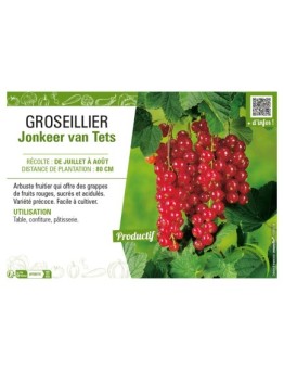 GROSEILLIER (À GRAPPES) JONKEER VAN TETS