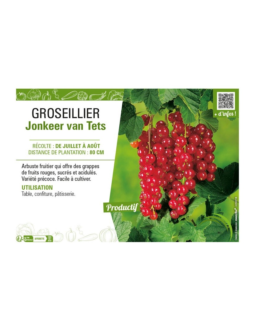 GROSEILLIER (À GRAPPES) JONKEER VAN TETS