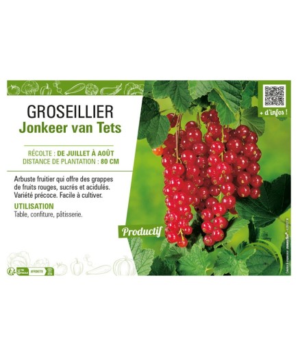 GROSEILLIER (À GRAPPES) JONKEER VAN TETS