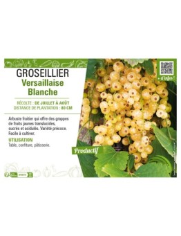 GROSEILLIER (À GRAPPES) VERSAILLAISE BLANCHE
