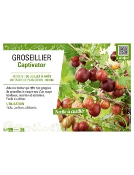 GROSEILLIER (À MAQUEREAU) CAPTIVATOR
