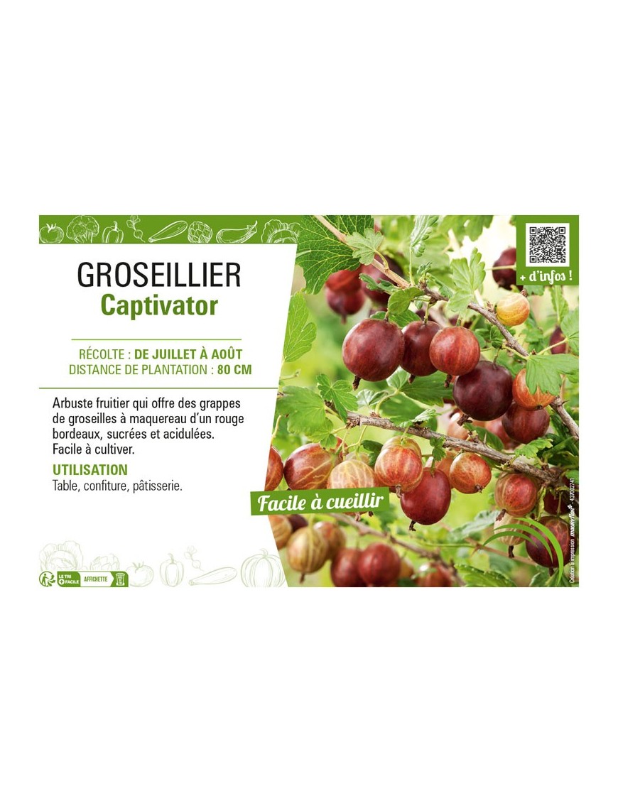GROSEILLIER (À MAQUEREAU) CAPTIVATOR
