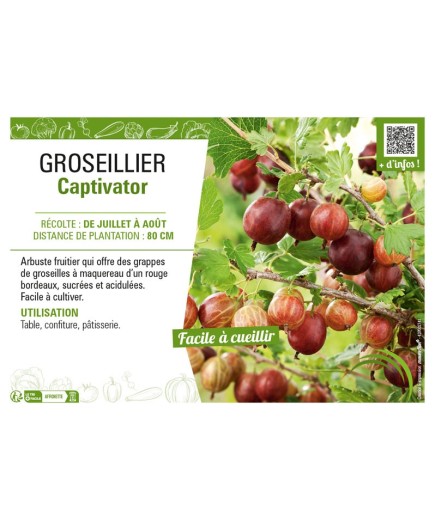 GROSEILLIER (À MAQUEREAU) CAPTIVATOR