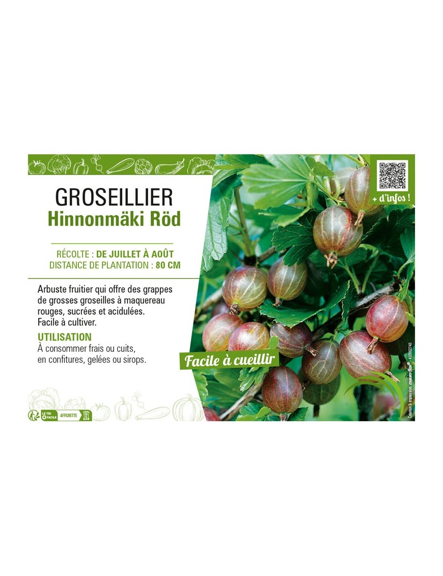 GROSEILLIER (À MAQUEREAU) HINNONMÄKI RÖD