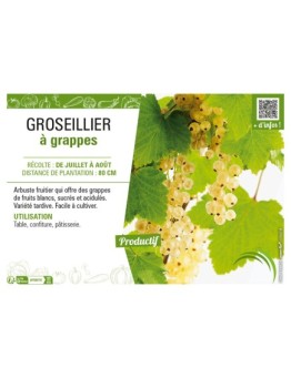 GROSEILLIER À GRAPPES (blanc)