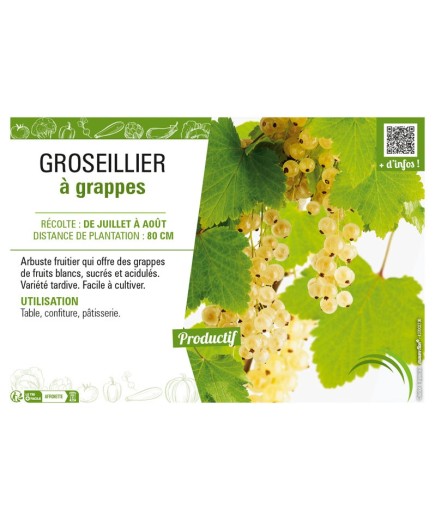 GROSEILLIER À GRAPPES (blanc)