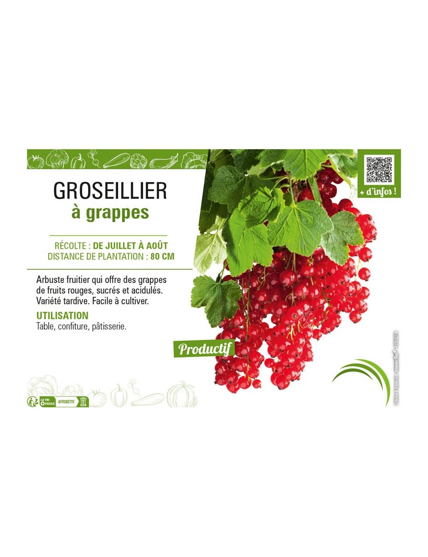 GROSEILLIER À GRAPPES (rouge)