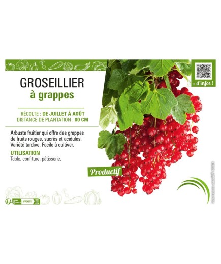 GROSEILLIER À GRAPPES (rouge)