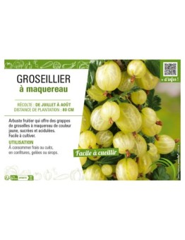 GROSEILLIER À MAQUEREAU (jaune)