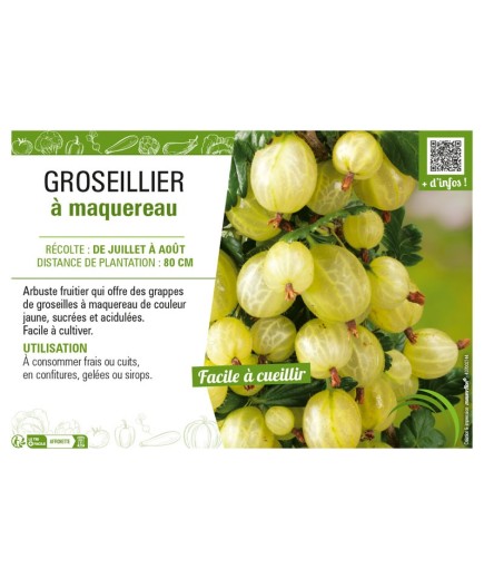 GROSEILLIER À MAQUEREAU (jaune)