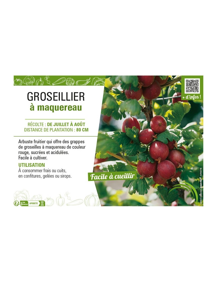 GROSEILLIER À MAQUEREAU (rouge)