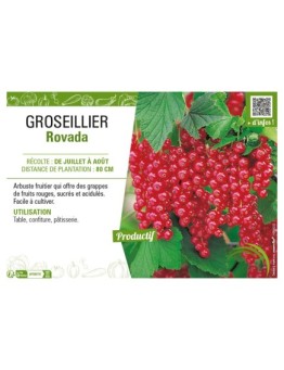 GROSEILLIER ROVADA