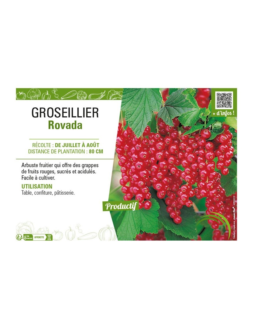 GROSEILLIER ROVADA