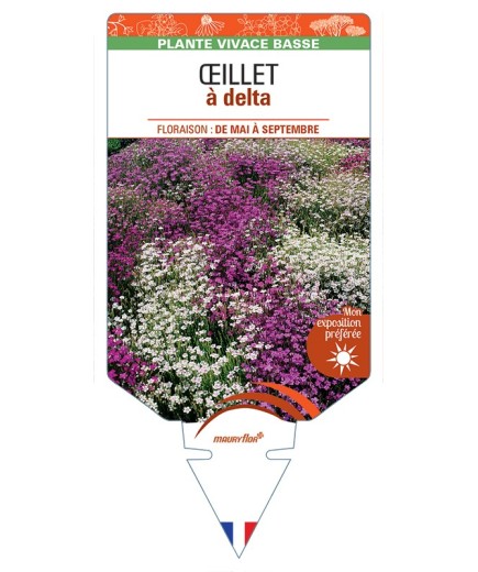 DIANTHUS deltoides voir Œillet à delta (varié)