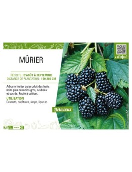 MÛRIER