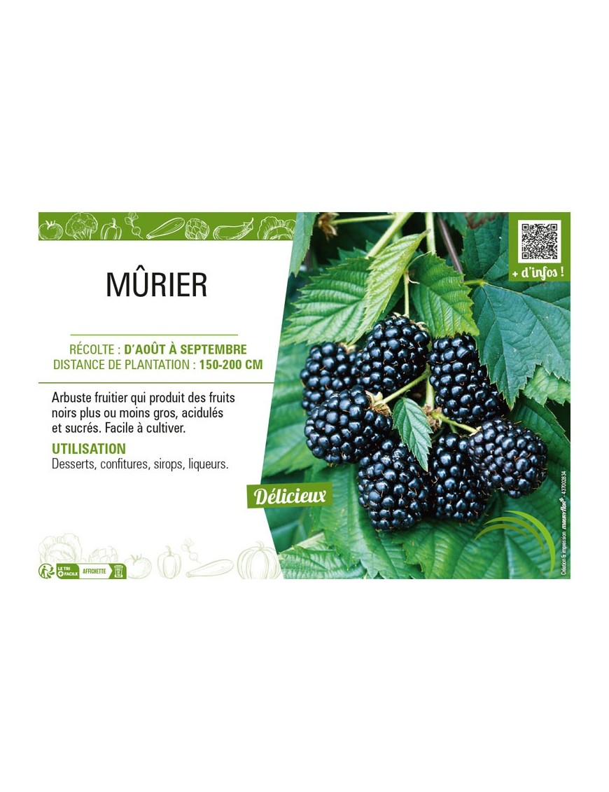 MÛRIER