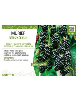 MÛRIER BLACK SATIN
