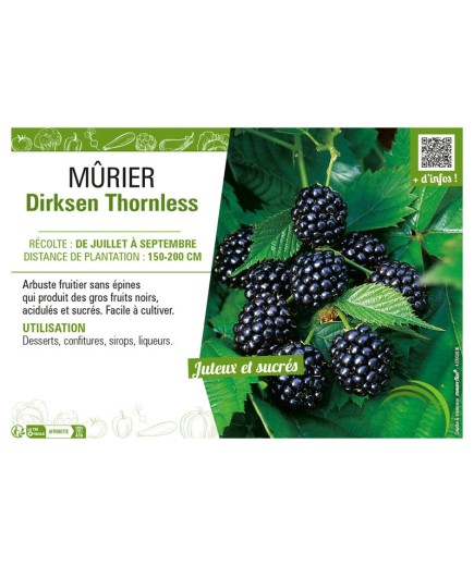 MûRIER DIRKSEN THORNLESS