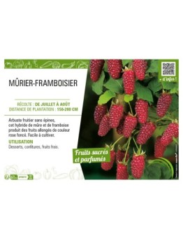 MÛRIER-FRAMBOISIER