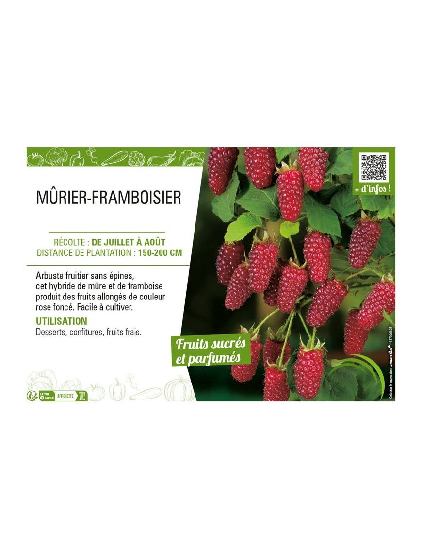 MÛRIER-FRAMBOISIER