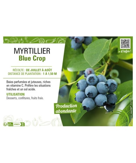 MYRTILLIER Blue Crop