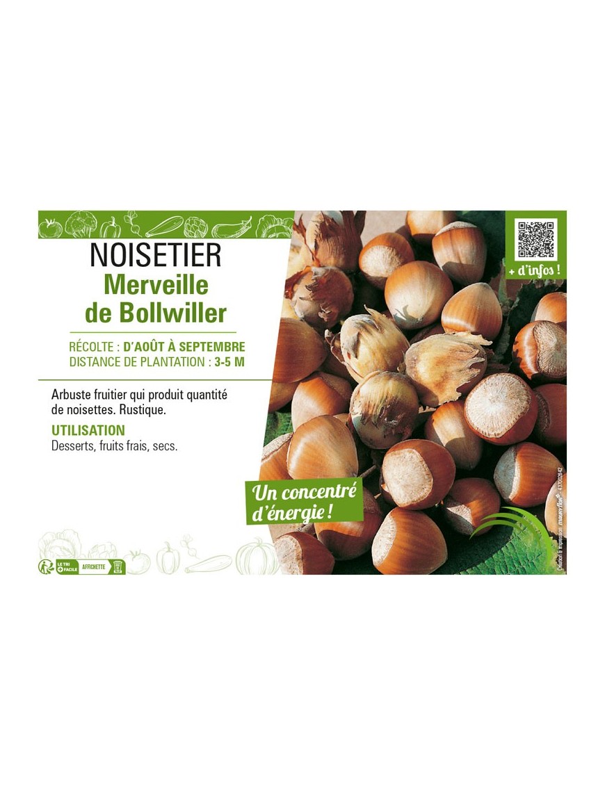 NOISETIER MERVEILLE DE BOLLWILLER